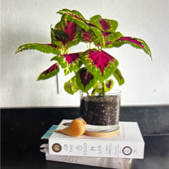 Painted Leaf Houseplant Kit by Potting Shed - Picture 4 of 5